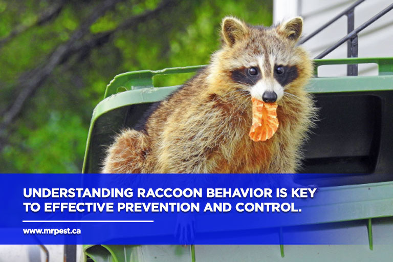 Understanding raccoon behavior is key to effective prevention and control.