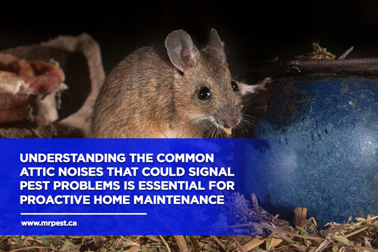 Understanding the common attic noises that could signal pest problems is essential for proactive home maintenance