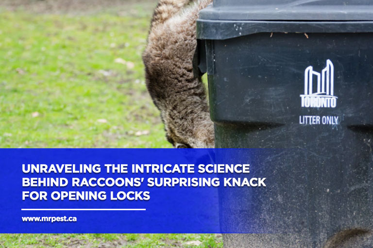 Unraveling the intricate science behind raccoons' surprising knack for opening locks
