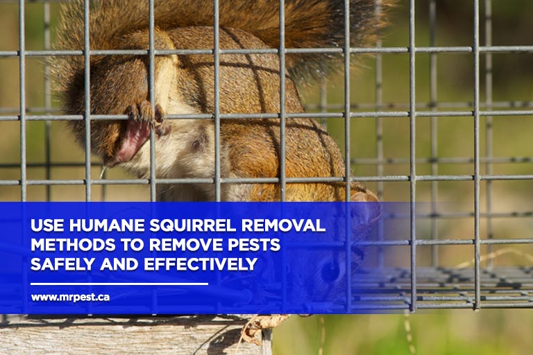 Use-humane-squirrel-removal-methods-to-remove-pests-safely-and-effectively