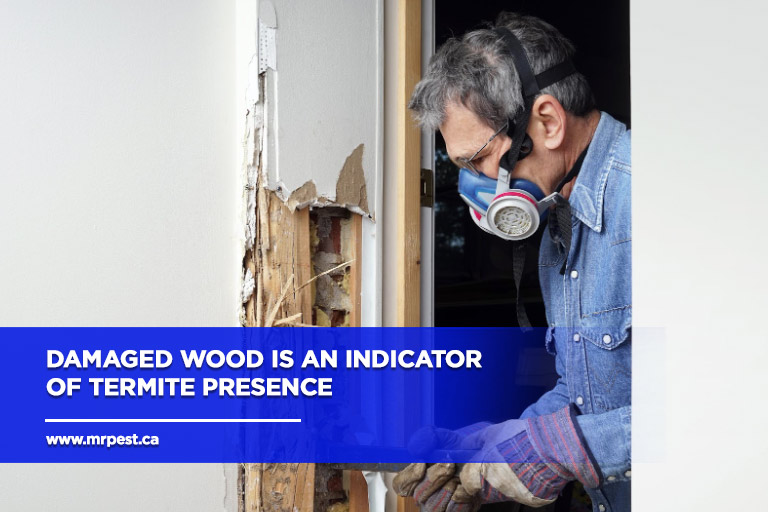 Damaged wood is an indicator of termite presence