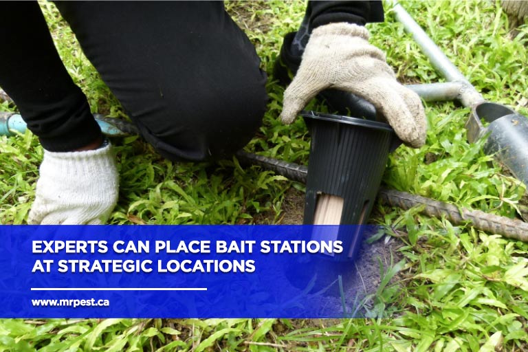 Experts can place bait stations at strategic locations