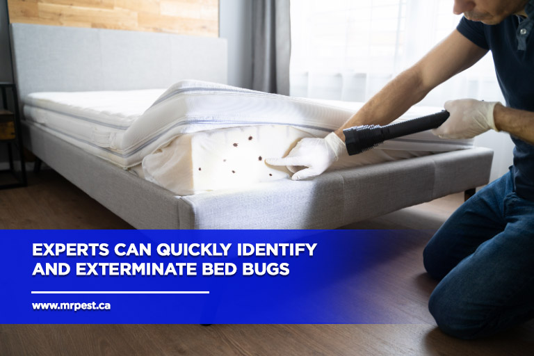Experts-can-quickly-identify-and-exterminate-bed-bugs