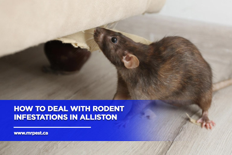 How to Deal with Rodent Infestations in Alliston