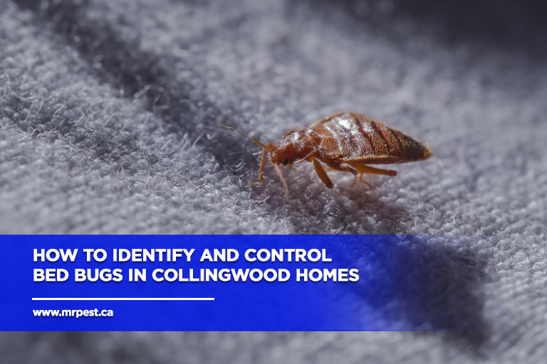 How to Identify and Control Bed Bugs in Collingwood Homes