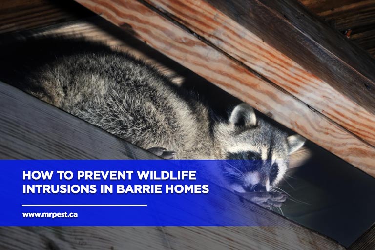 How to Prevent Wildlife Intrusions in Barrie Homes