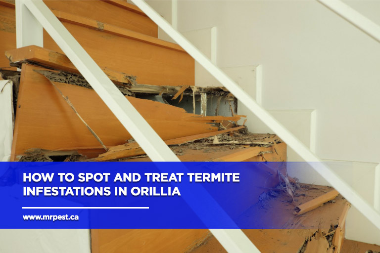 How to Spot and Treat Termite Infestations in Orillia