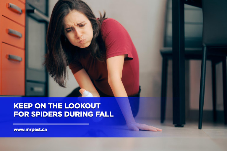 Keep-on-the-lookout-for-spiders-during-fall