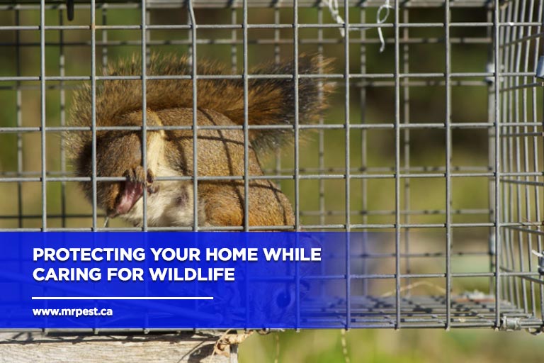 Protecting your home while caring for wildlife
