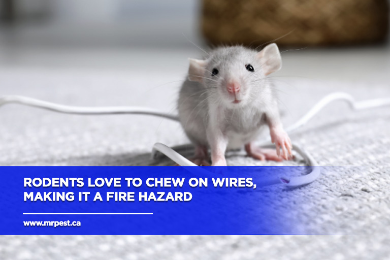 Rodents-love-to-chew-on-wires-making-it-a-fire-hazard