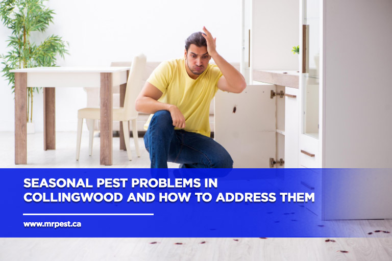 Seasonal Pest Problems in Collingwood and How to Address Them