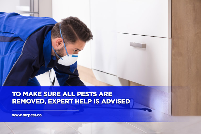 To-make-sure-all-pests-are-removed-expert-help-is-advised