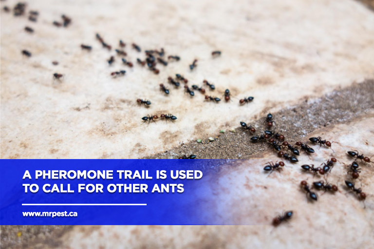 A pheromone trail is used to call for other ants