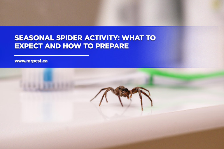 Seasonal Spider Activity: What to Expect and How to Prepare