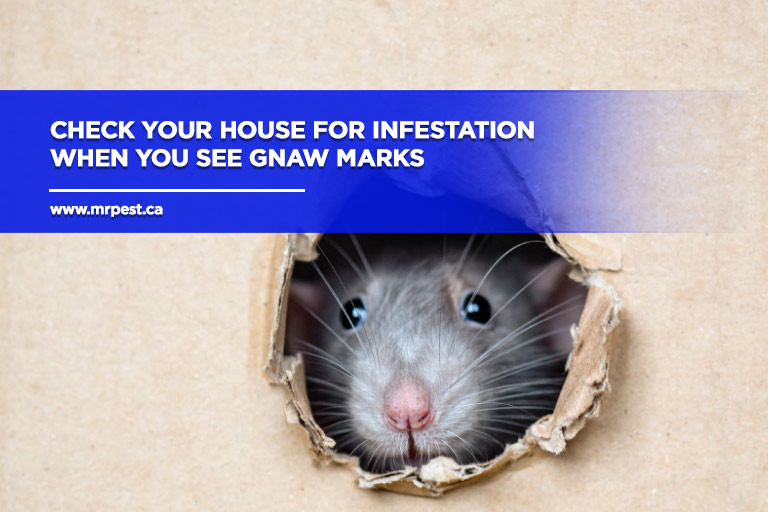 Check your house for infestation when you see gnaw marks