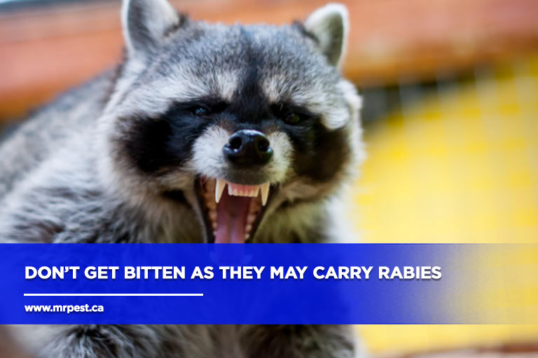 Don’t get bitten as they may carry rabies