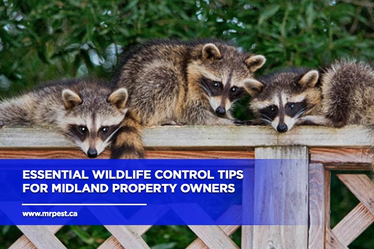 Essential Wildlife Control Tips for Midland Property Owners