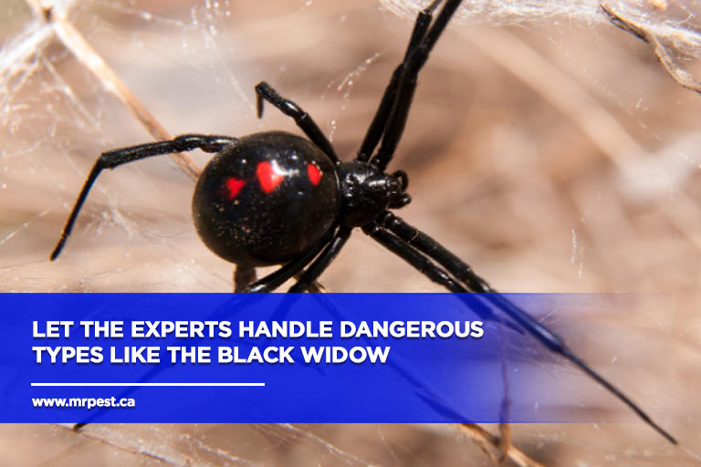 Let the experts handle dangerous types like the Black Widow