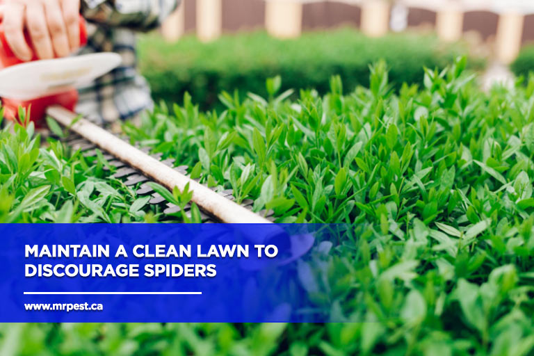 Maintain a clean lawn to discourage spiders