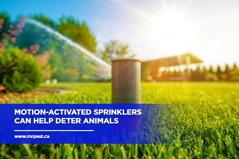 Motion-activated-sprinklers-can-help-deter-animals
