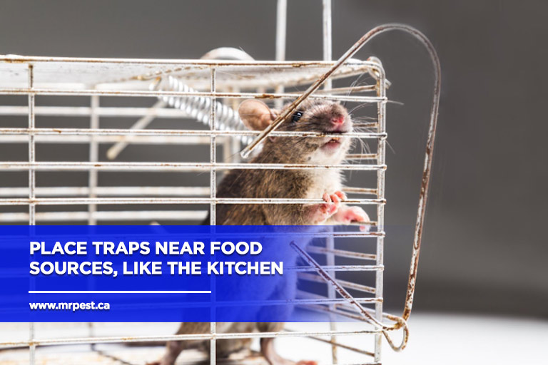 Place traps near food sources, like the kitchen