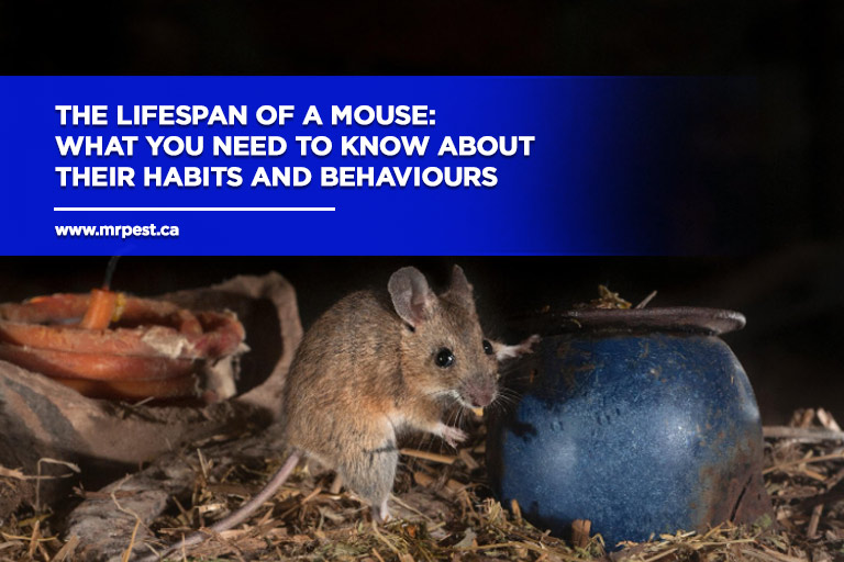The Lifespan of a Mouse: What You Need to Know About Their Habits and Behaviours