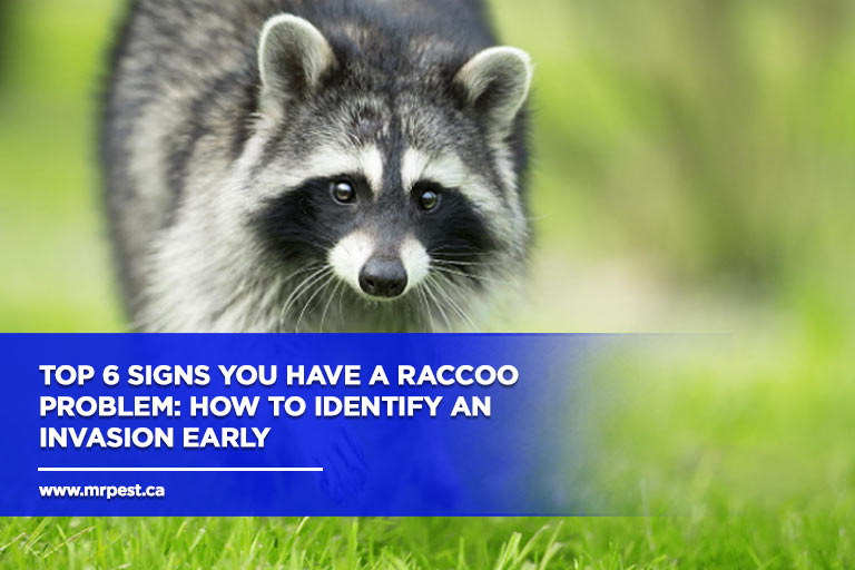 Top 6 Signs You Have a Raccoon Problem: How to Identify an Invasion Early