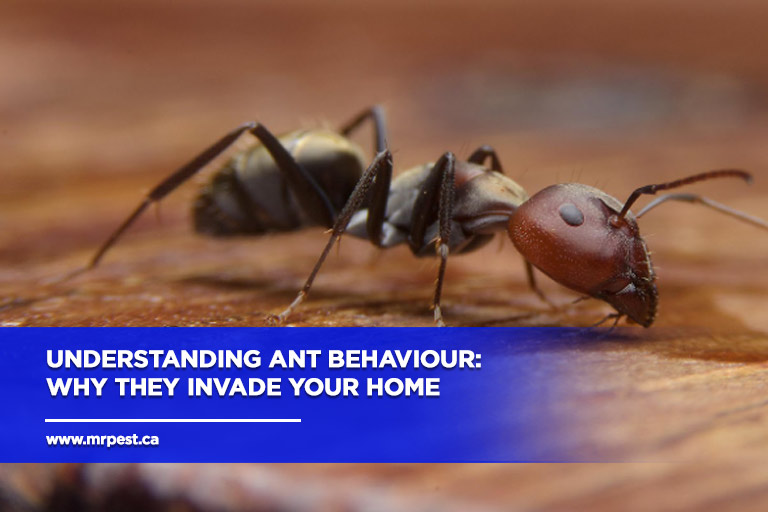 Understanding Ant Behaviour: Why They Invade Your Home