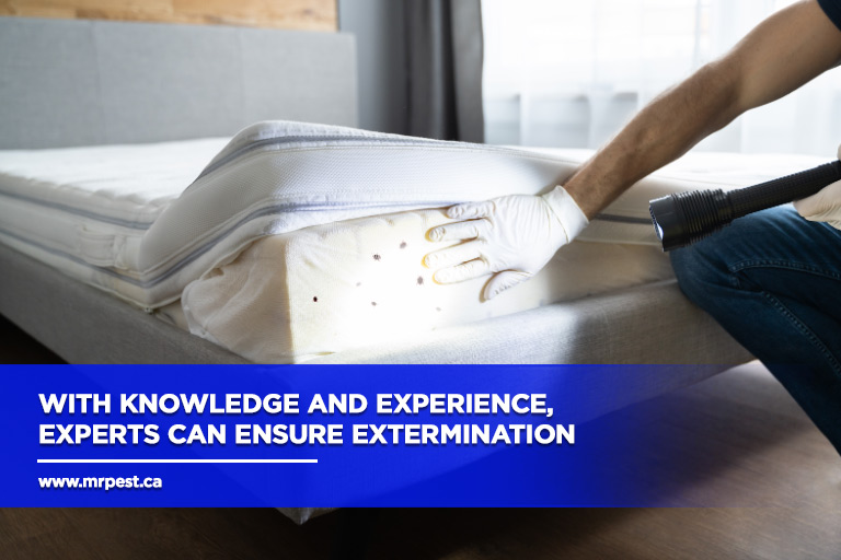 With knowledge and experience, experts can ensure extermination