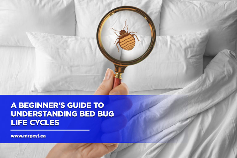 A Beginner's Guide to Understanding Bed Bug Life Cycles