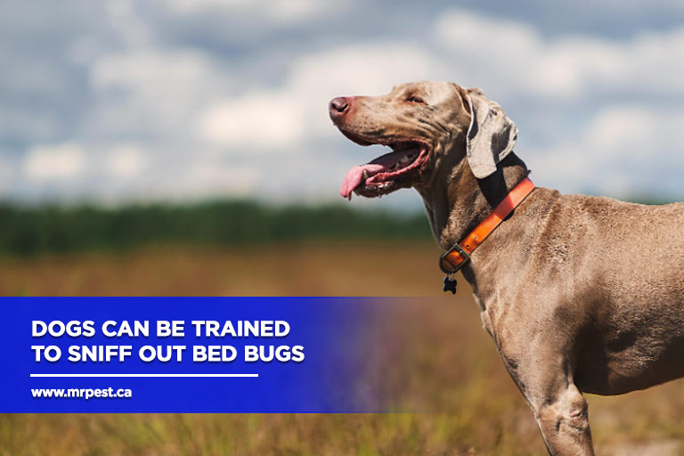 Dogs can be trained to sniff out bed bugs