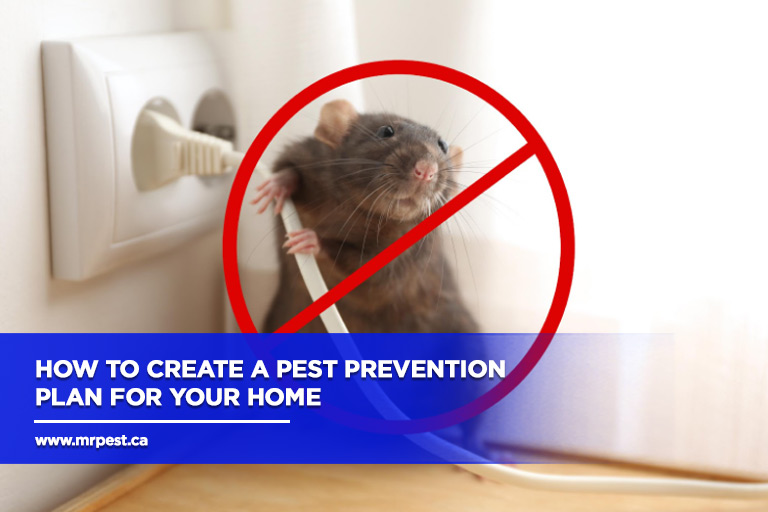 How to Create a Pest Prevention Plan for Your Home