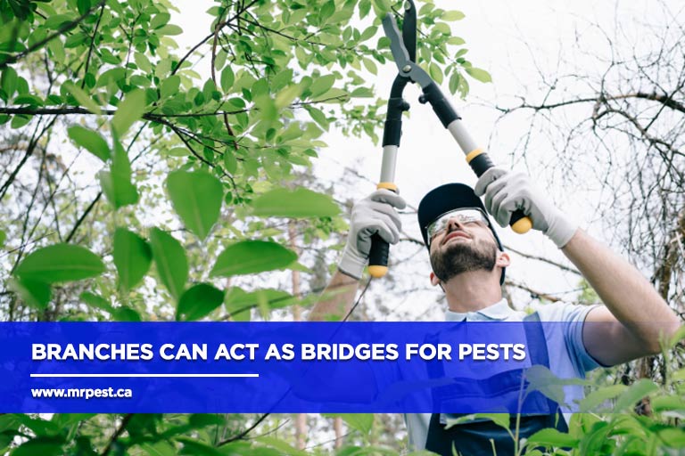 Branches-can-act-as-bridges-for-pests