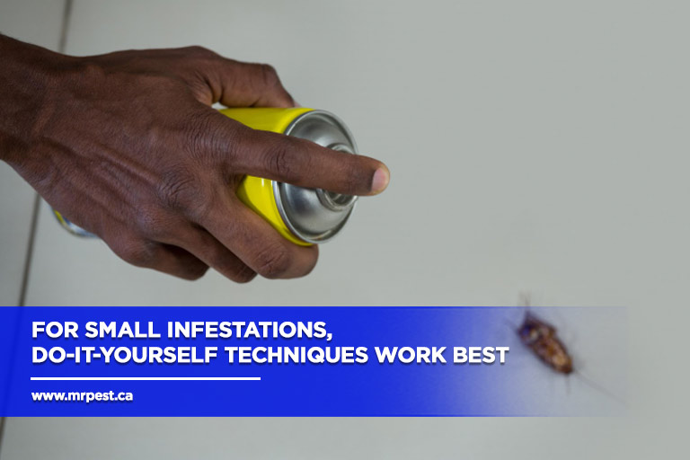For small infestations, do-it-yourself techniques work best