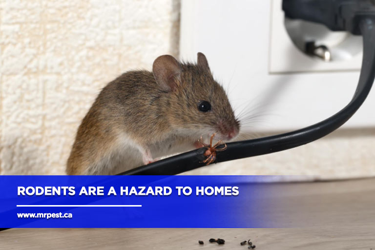 Rodents are a hazard to homes