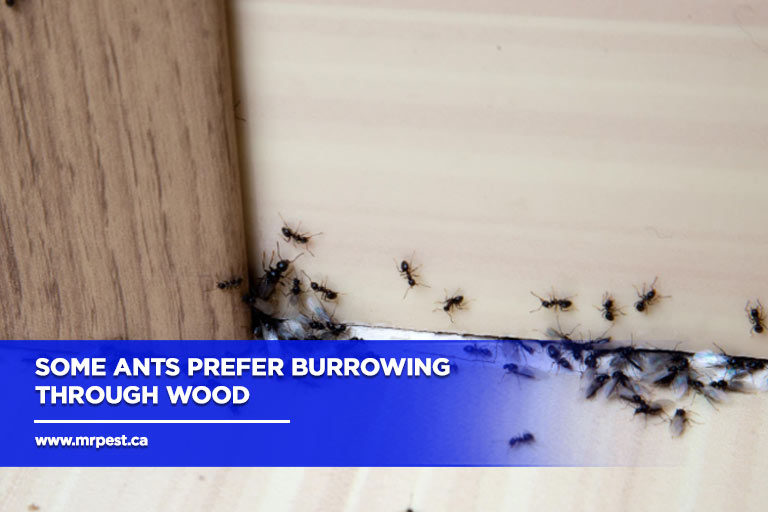 Some ants prefer burrowing through wood