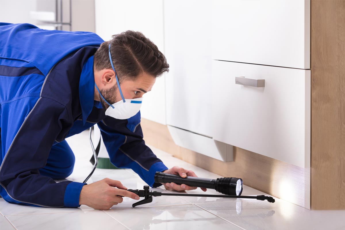 Regular-inspections-can-prevent-infestations