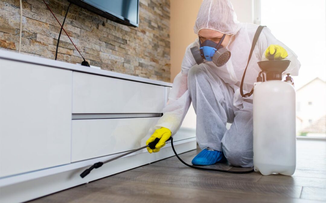 How-to-Identify-9-Common-Pests-in-Your-Basement