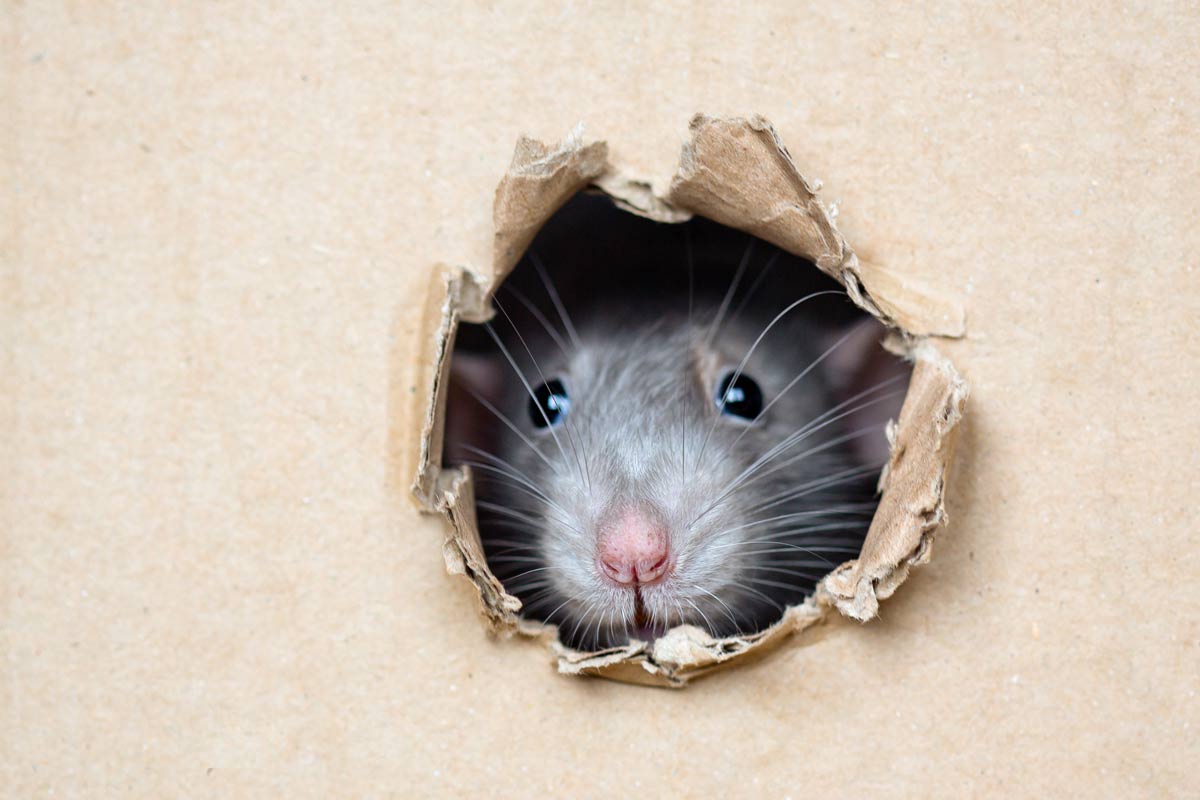 Unexplained-Holes-and-Cracks