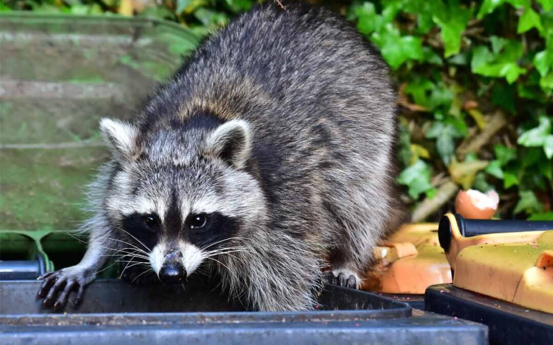 Common Nuisance Wildlife: Identification and Effective Management Strategies