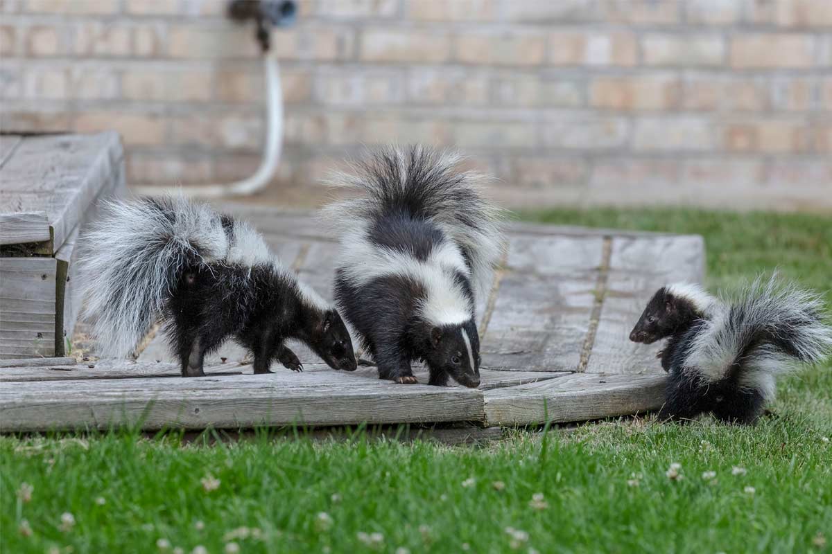 Eastern Grey Squirrel