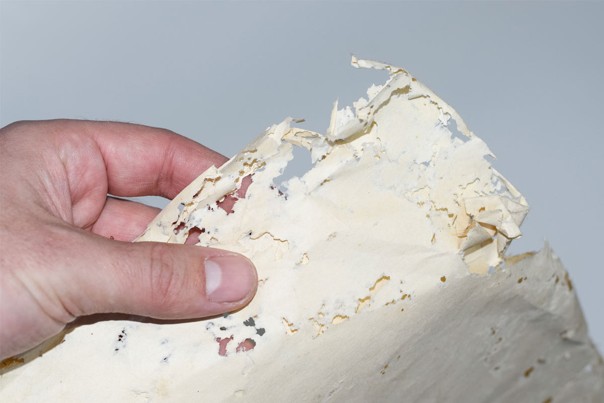 Potential-Damage-Caused-by-Silverfish