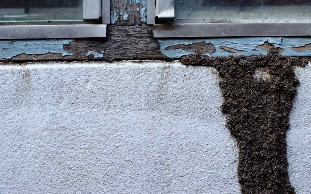 Termite Inspection Checklist: What to Expect and Why It Matters