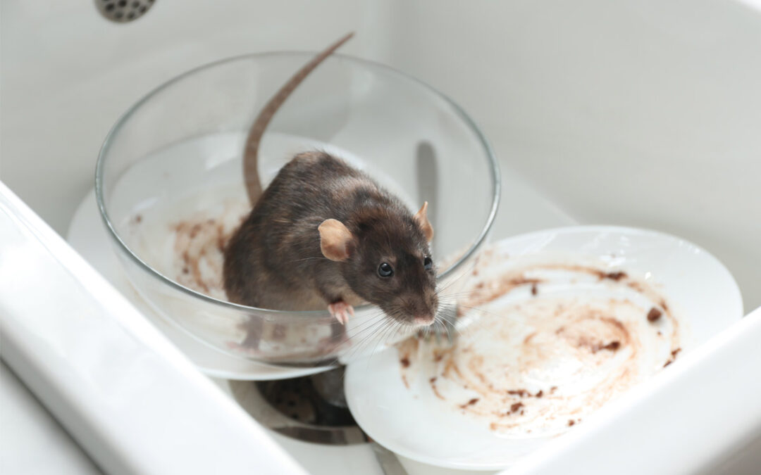 10 Tiny Pests That Can Cause Big Problems Without Proper Pest Control