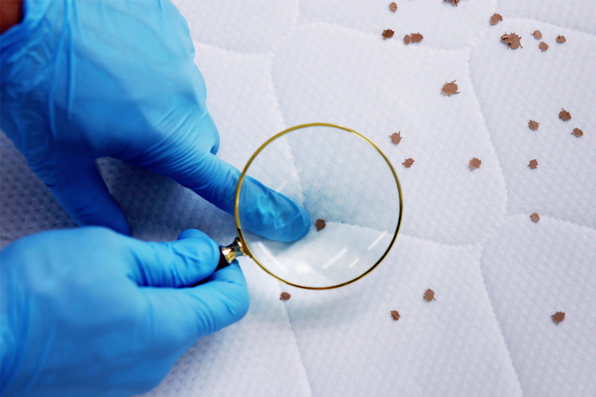 10-Tiny-Pests-That-Can-Cause-Big-Problems-Without-Proper-Pest-Control