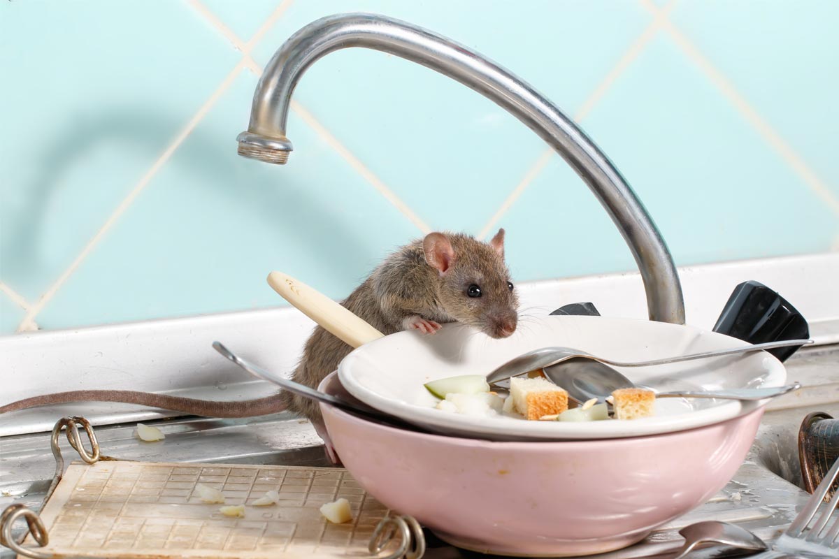 Common-Mouse-Myths-That-Are-Making-the-Problem-Worse