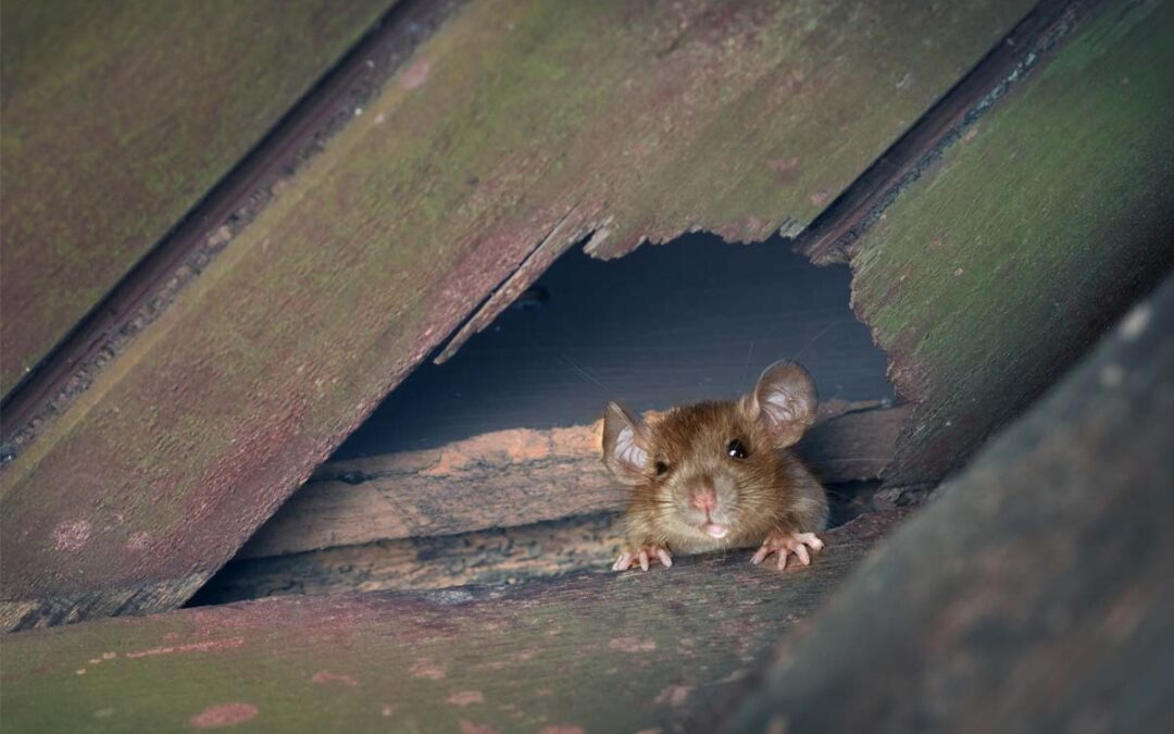 Pest Control Myths About Mice That Are Keeping Them in Your Home