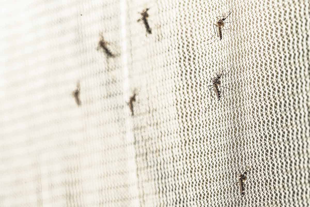 Common-Waterfront-Cottage-Pests-and-How-to-Identify-Them