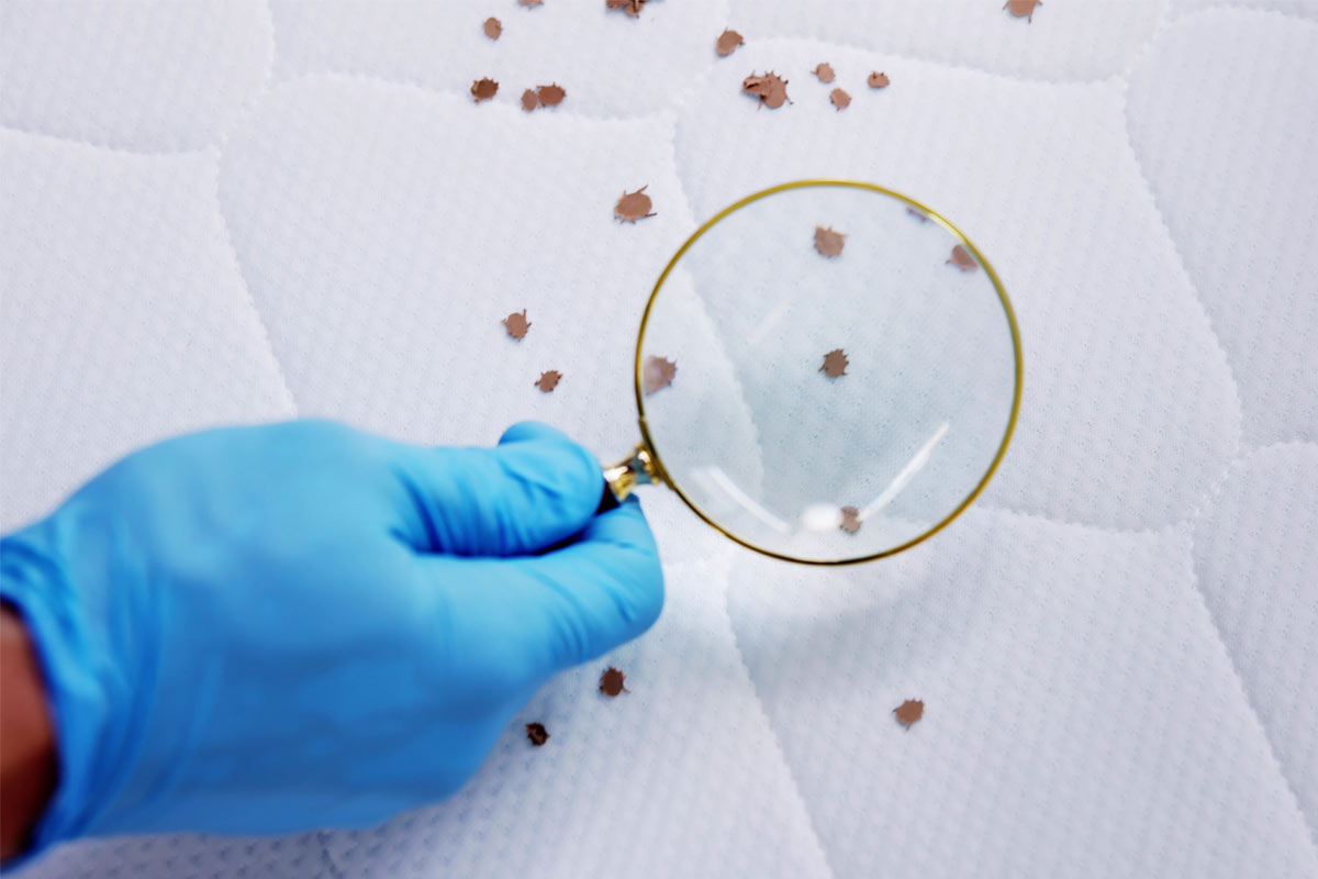 Bed-Bug-Inspection-Toolkit