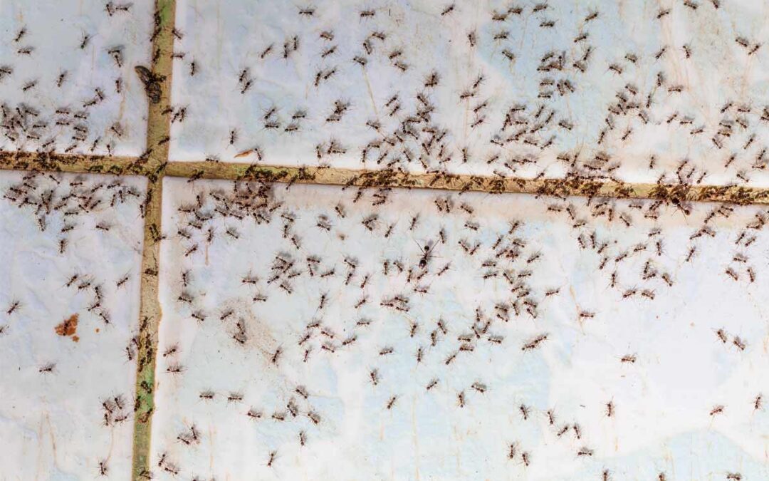 The Homeowner’s Handbook: Getting Rid of Ants This Summer